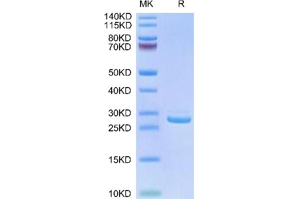 LILRB1 Protein (AA 24-221) (His tag)