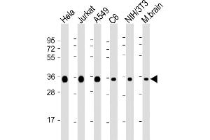 All lanes : Anti-GDH Antibody at 1:8000 dilution Lane 1: Hela whole cell lysate Lane 2: Jurkat whole cell lysate Lane 3: A549 whole cell lysate Lane 4: C6 whole cell lysate Lane 5: NIH/3T3 whole cell lysate Lane 6: mouse brain lysate Lysates/proteins at 20 μg per lane. (GAPDH 抗体  (AA 43-335))