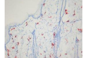 Immunohistochemistry (IHC) image for anti-Macrophages antibody (ABIN781726) (Macrophages 抗体)