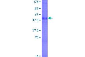 Olfactory Receptor, Family 6, Subfamily C, Member 76 (OR6C76) (AA 1-312) protein (GST tag)