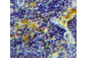 Used in DAB staining on fromalin fixed paraffin-embedded Spleen tissue (NUCB2 抗体  (AA 108-246))