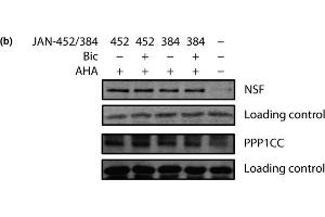 Western Blotting (WB) image for anti-Protein Phosphatase 1, Catalytic Subunit, gamma Isoform (PPP1CC) (Center) antibody (ABIN2856137)
