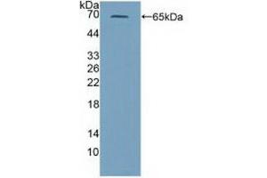 Western blot analysis of recombinant Mouse PRF1. (Perforin 1 抗体  (AA 40-355))