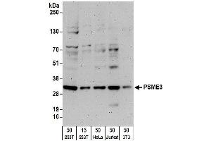 Western Blotting (WB) image for anti-PSME3 (PSME3) (AA 204-254) antibody (ABIN7454979) (PSME3 抗体  (AA 204-254))