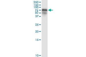 Immunoprecipitation (IP) image for anti-Fibrinogen-Like 2 (FGL2) (AA 1-439) antibody (ABIN949004)