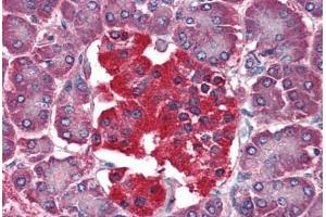 Human Pancreas (formalin-fixed, paraffin-embedded) stained with YWHAQ antibody ABIN364361 at 10 ug/ml followed by biotinylated anti-mouse IgG secondary antibody ABIN481714, alkaline phosphatase-streptavidin and chromogen.