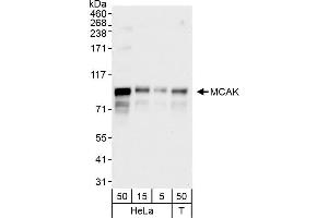 Western Blotting (WB) image for anti-Kinesin Family Member 2C (KIF2C) (C-Term) antibody (ABIN7451865)
