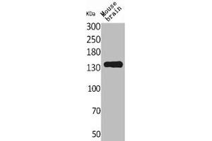 Western Blot analysis of mouse brain cells using Contactin 1 Polyclonal Antibody (Contactin 1 抗体  (N-Term))