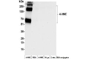 Western Blotting (WB) image for anti-4-Hydroxynonenal (HNE) antibody (ABIN7795712)