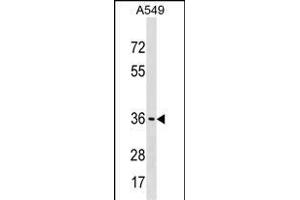 ART5 Antibody (Center) (ABIN1537873 and ABIN2850290) western blot analysis in A549 cell line lysates (35 μg/lane). (ART5 抗体  (AA 148-177))