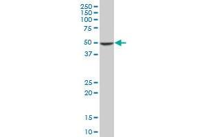 COPS2 monoclonal antibody (M02), clone 4B12. (COPS2 抗体  (AA 344-443))