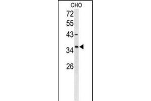 Western blot analysis of FOXL1 Antibody (Center) (ABIN653159 and ABIN2842727) in CHO cell line lysates (35 μg/lane). (FOXL1 抗体  (AA 94-119))