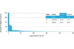 Analysis of Protein Array containing more than 19,000 full-length human proteins using Chromogranin A (CHGA) Mouse Monoclonal Antibody (CHGA/798) Z- and S- Score: The Z-score represents the strength of a signal that a monoclonal antibody (MAb) (in combination with a fluorescently-tagged anti-IgG secondary antibody) produces when binding to a particular protein on the HuProtTM array. (Chromogranin A 抗体)