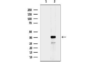 Western blot analysis of lysates from Rat kidney, using MRPL44 Antibody.