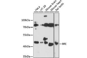 Western blot analysis of extracts of various cell lines, using BRE antibody. (BRE 抗体)