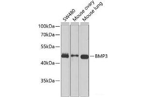 Western blot analysis of extracts of various cell lines using BMP3 Polyclonal Antibody at dilution of 1:1000. (BMP3 抗体)