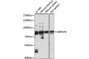 Western blot analysis of extracts of various cell lines, using GIMAP8 antibody (ABIN6293171) at 1:1000 dilution. (GIMAP8 抗体)