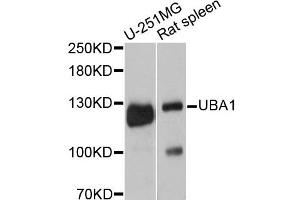 Western blot analysis of extracts of various cell lines, using UBA1 antibody. (UBA1 抗体)