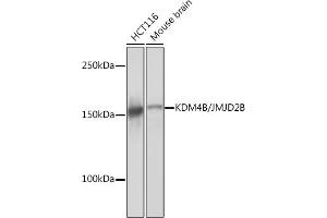 Western blot analysis of extracts of various cell lines, using KDM4B/JMJD2B Rabbit mAb (ABIN7268329) at 1:1000 dilution. (KDM4B 抗体)