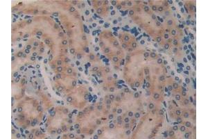 DAB staining on IHC-P; Samples: Mouse Kidney Tissue (MFAP2 抗体  (AA 32-178))