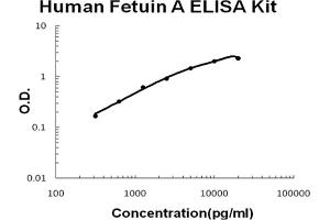 Human Fetuin A Accusignal ELISA Kit Human Fetuin A AccuSignal ELISA Kit standard curve. (Fetuin A ELISA 试剂盒)
