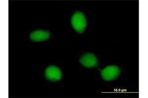 Immunofluorescence (IF) image for anti-FERM Domain Containing 8 (FRMD8) (AA 1-464) antibody (ABIN529499)