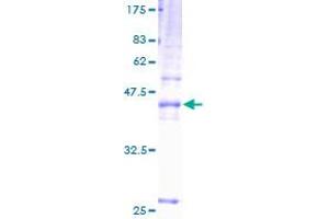 Image no. 1 for Tetraspanin 31 (TSPAN31) (AA 1-210) protein (GST tag) (ABIN1323932) (TSPAN31 Protein (AA 1-210) (GST tag))