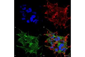 Immunocytochemistry/Immunofluorescence analysis using Rabbit Anti-Beclin 1 Polyclonal Antibody . (Beclin 1 抗体  (C-Term) (HRP))