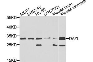Western blot analysis of extracts of various cell lines, using DAZL antibody (ABIN5970465) at 1/1000 dilution. (DAZL 抗体)