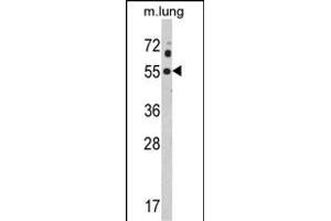 Western blot analysis of KCNJ2 Antibody (C-term) (ABIN390913 and ABIN2841116) in mouse lung tissue lysates (35 μg/lane). (KCNJ2 抗体  (C-Term))