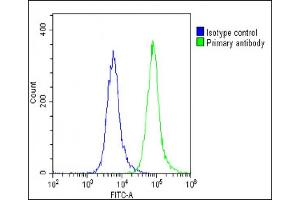Flow Cytometry (FACS) image for anti-Sodium Channel, Voltage-Gated, Type I, alpha Subunit (SCN1A) (AA 481-515) antibody (ABIN6243309)