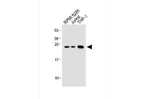 All lanes : Anti-Bcl-2 Antibody (BH3 Domain Specific) at 1:1000 dilution Lane 1: RI 8226 whole cell lysate Lane 2: Jurkat whole cell lysate Lane 3: THP-1 whole cell lysate Lysates/proteins at 20 μg per lane. (Bcl-2 抗体  (AA 75-110))