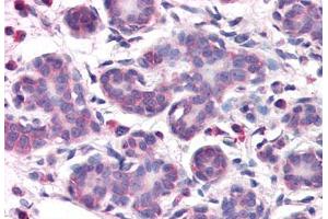 Anti-OSTC antibody  ABIN1049189 IHC staining of human breast.