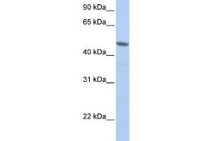 Western Blotting (WB) image for anti-Nuclear RNA Export Factor 3 (NXF3) antibody (ABIN2458541) (NXF3 抗体)
