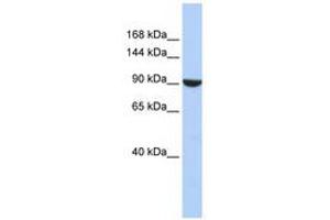 Image no. 1 for anti-PWP2 (Periodic Tryptophan Protein) Homolog (PWP2H) (AA 576-625) antibody (ABIN6740937) (PWP2 抗体  (AA 576-625))