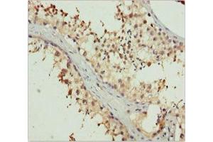 Immunohistochemistry of paraffin-embedded human testis tissue using ABIN7151996 at dilution of 1:100 (ERLIN2 抗体  (AA 212-339))