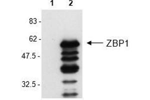 Western Blot analysis of mouse ZBP1 in L929 cells by using anti-ZBP1, mAb (Zippy-1) . (ZBP1 抗体  (AA 1-411))