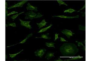 Immunofluorescence (IF) image for anti-Mitogen-Activated Protein Kinase 8 (MAPK8) (AA 318-427) antibody (ABIN519230)