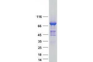 Western Blotting (WB) image for Myxovirus Resistance Protein 1 (MX1) (Transcript Variant 1) protein (Myc-DYKDDDDK Tag) (ABIN2726616)