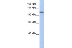 Image no. 1 for anti-Trimethylguanosine Synthase 1 (TGS1) (AA 432-481) antibody (ABIN6743501)