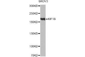 Western blot analysis of extracts of SKOV3 cells, using KIF1B antibody. (KIF1B 抗体  (AA 1501-1770))