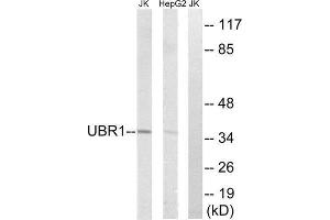 Western Blotting (WB) image for anti-Ubiquitin Protein Ligase E3 Component N-Recognin 1 (UBR1) (Internal Region) antibody (ABIN1851278) (UBR1 抗体  (Internal Region))