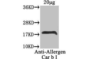 Western Blot Positive WB detected in: Carpinus betulus (20 μg) All lanes: Allergen Car b I antibody at 4 μg/mL Secondary Goat polyclonal to rabbit IgG at 1/50000 dilution Predicted band size: 18 kDa Observed band size: 18 kDa