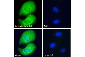 Immunofluorescence (IF) image for anti-Adenosine A2b Receptor (ADORA2B) (C-Term) antibody (ABIN185477)