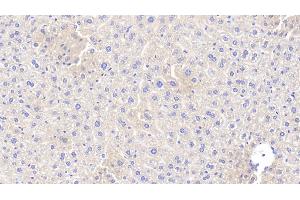 Detection of APOA5 in Mouse Liver Tissue using Polyclonal Antibody to Apolipoprotein A5 (APOA5) (APOA5 抗体  (AA 21-210))