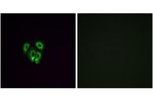 Immunofluorescence analysis of A549 cells, using OR4F4 Antibody. (OR4F4 抗体  (AA 256-305))