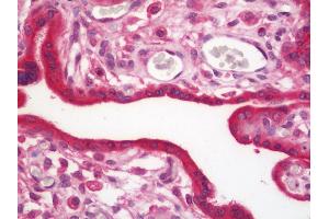 Anti-PFDN1 antibody IHC staining of human placenta. (PFDN1 抗体  (HRP))