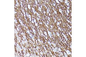 Immunohistochemistry (IHC) image for anti-Contactin 1 (CNTN1) (AA 250-350) antibody (ABIN7266492)