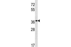 PGA5 antibody western blot analysis in NCI-H292 lysate. (PGA5 抗体  (AA 354-383))