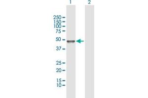 Western Blot analysis of TUBAL3 expression in transfected 293T cell line by TUBAL3 MaxPab polyclonal antibody.